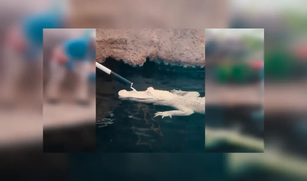 En YouTube, una joven cuidadora aseó a un peligroso cocodrilo y se sorprendió al notar su reacción. En YouTube, una joven cuidadora aseó a un peligroso cocodrilo y se sorprendió al notar su reacción.