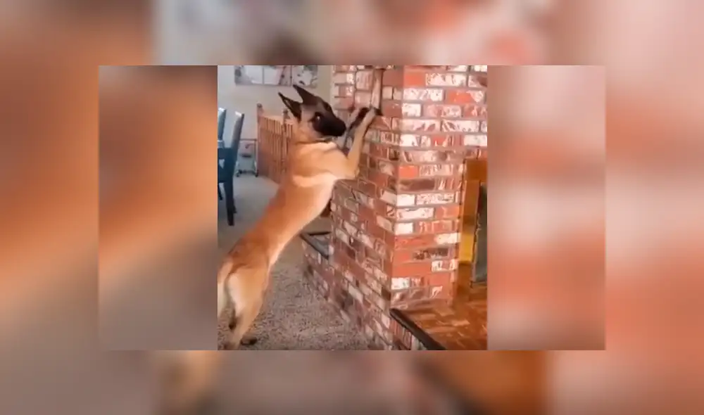 Desliza las imágenes hacia la izquierda para conocer el divertido juego de una niña junto a su mascota.