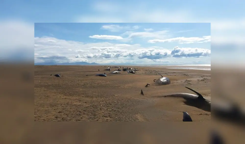 Los estudiosos no encuentran las razones por las que se produce esta muerte masiva de ballenas piloto. Foto: Reuters