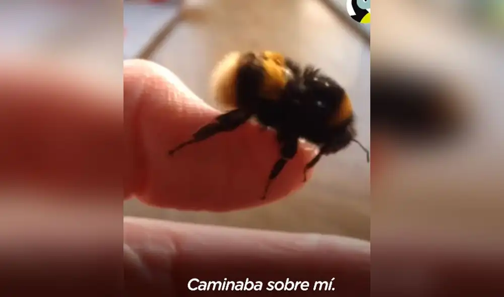 La mujer decidió acompañar a la abeja hasta sus últimos instantes de vida. Foto: El Dodo / Facebook