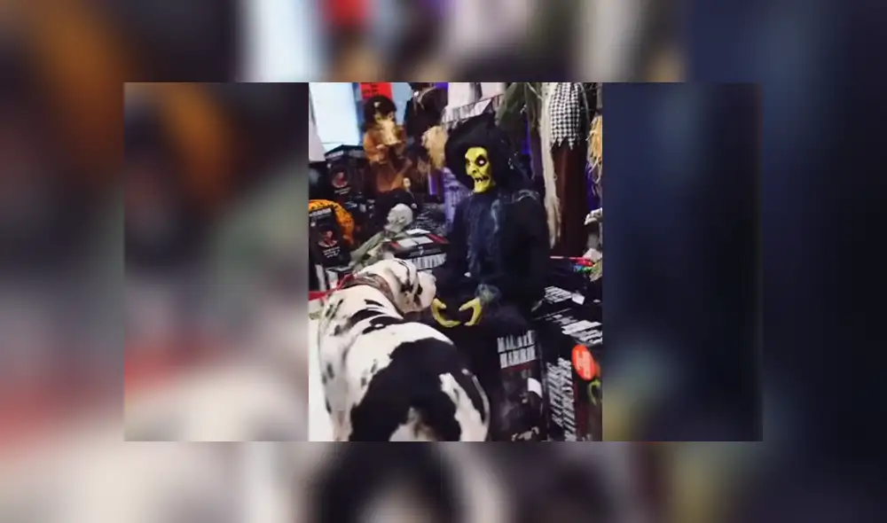 YouTube: Perro encuentra aterradora "criatura" y tiene el susto de su vida