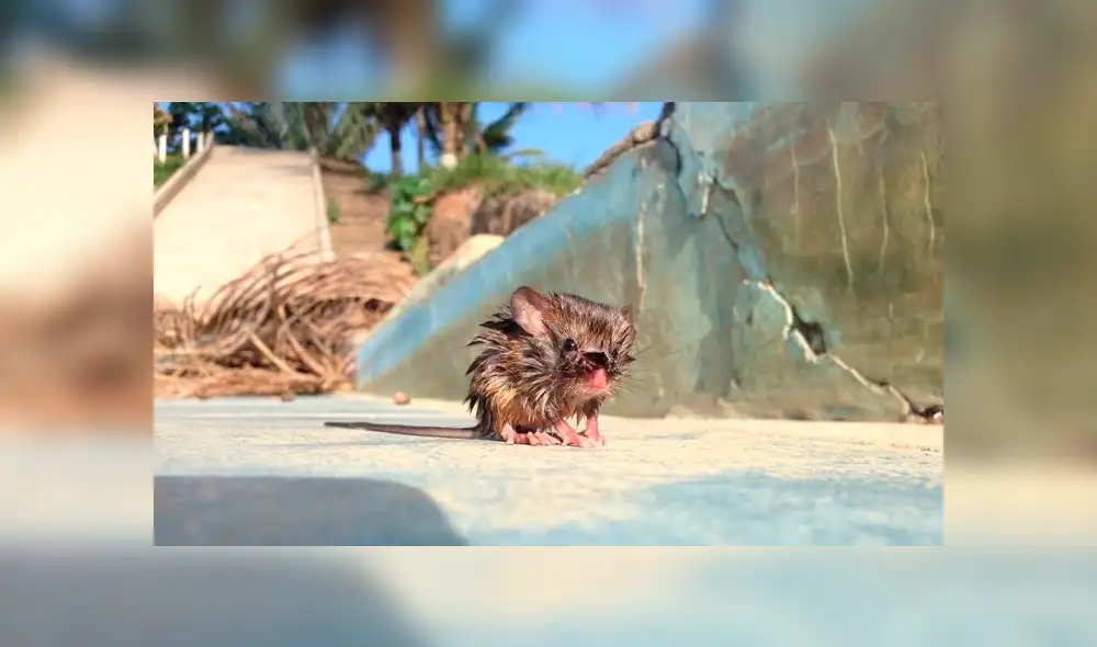 Desliza hacia la izquierda para ver las imágenes del viral de Facebook. Desliza hacia la izquierda para ver las imágenes del viral de Facebook.