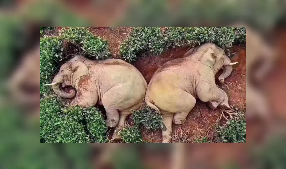 El grupo de elefantes entró a un viñedo y acabaron completamente ebrios tras consumir vino de maíz.