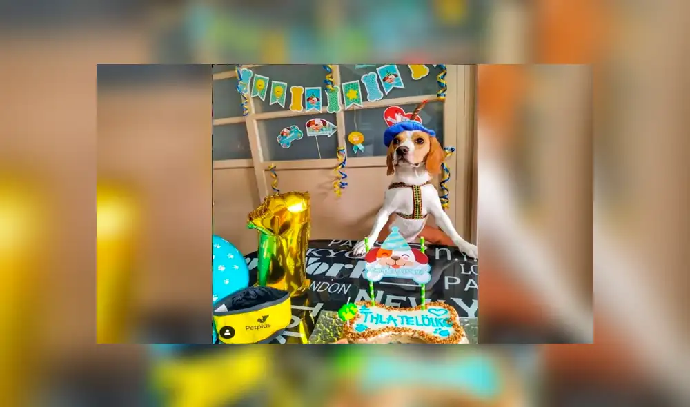 Científicos hallan nueva fórmula para saber qué edad tiene tu mascota en años humanos