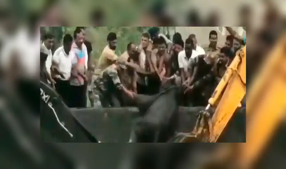 Salvan a elefante y su cría de morir ahogados tras caer a estanque de agua [VIDEO]