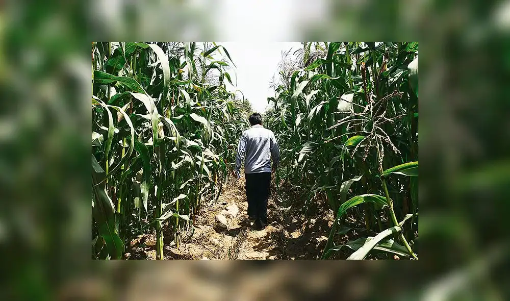Lambayeque: rehabilitación temporal en el agro es mayor a S/ 7 millones