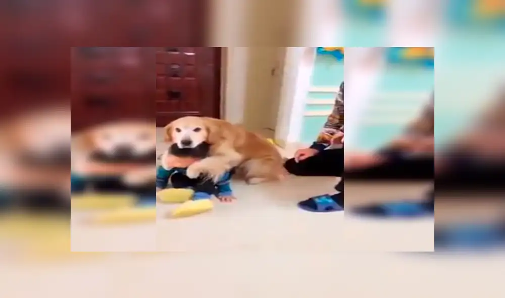 Facebook viral: perro ve que su dueño quiso "castigar severamente" a su hijo y sale a defenderlo [VIDEO]