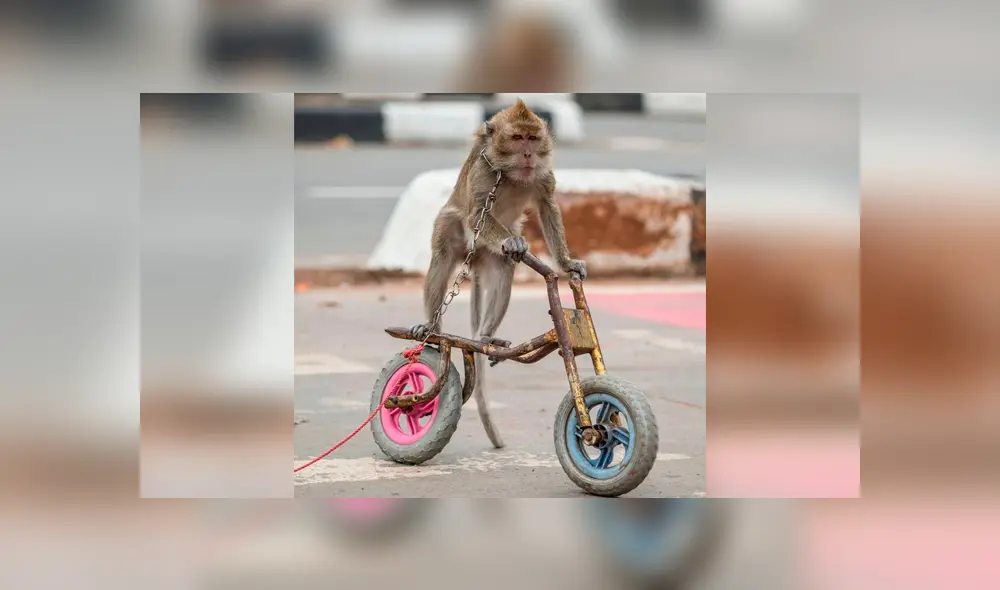 Monos que sufren de maltrato animal se venden a 5 dólares en lugar turístico