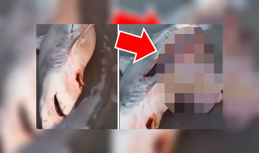 YouTube viral: Abren estómago de tiburón muerto y descubren criaturas vivas [VIDEO] 