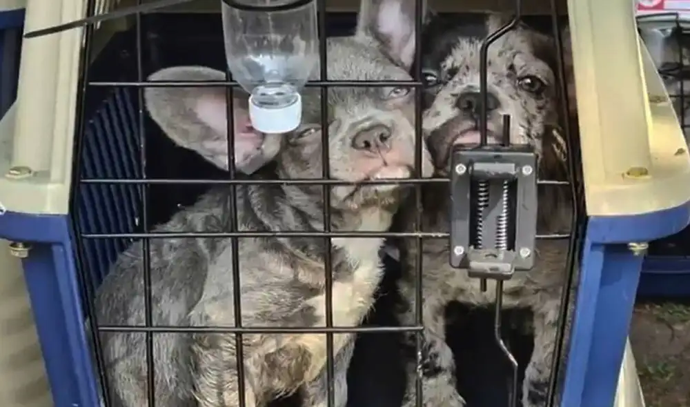 Entre los 212 animales rescatados se encuentran razas como los husky y bulldog, entre otras. Foto: Azteca Noticias Entre los 212 animales rescatados se encuentran razas como los husky y bulldog, entre otras. Foto: Azteca Noticias