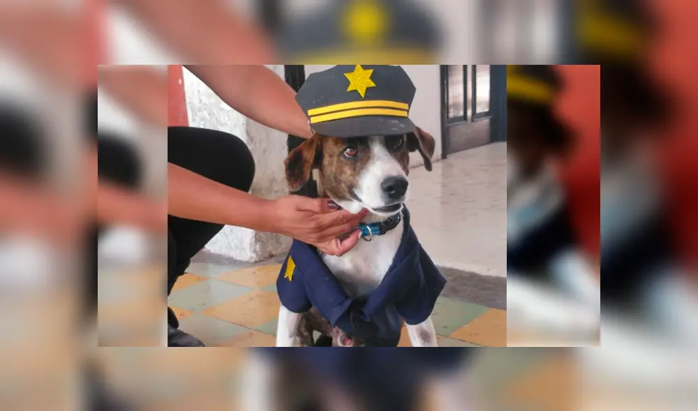 Desliza para ver a este perro que tocó el corazón de miles en Facebook. Foto: Captura. Desliza para ver a este perro que tocó el corazón de miles en Facebook. Foto: Captura.