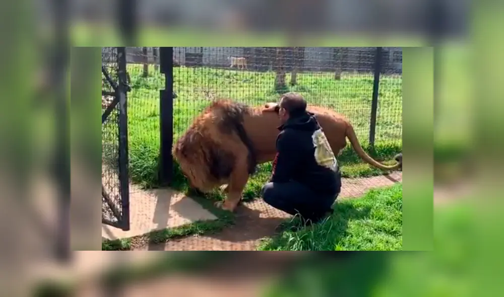 Un video viral de Facebook registró el preciso instante en que un cuidador de leones ingresó al recinto de un enfadado depredador. Un video viral de Facebook registró el preciso instante en que un cuidador de leones ingresó al recinto de un enfadado depredador.
