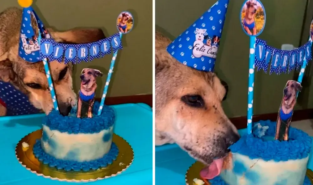 Una familia quiso darle lo mejor a un perrito que esperó por años ser adoptado, por ello, le organizaron una improvisada fiesta para celebrar su día especial. Foto: Valeria Deza/ Facebook