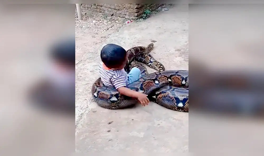 Faceboook: polémica por niño que fue grabado jugando con gigantesca serpiente Faceboook: polémica por niño que fue grabado jugando con gigantesca serpiente