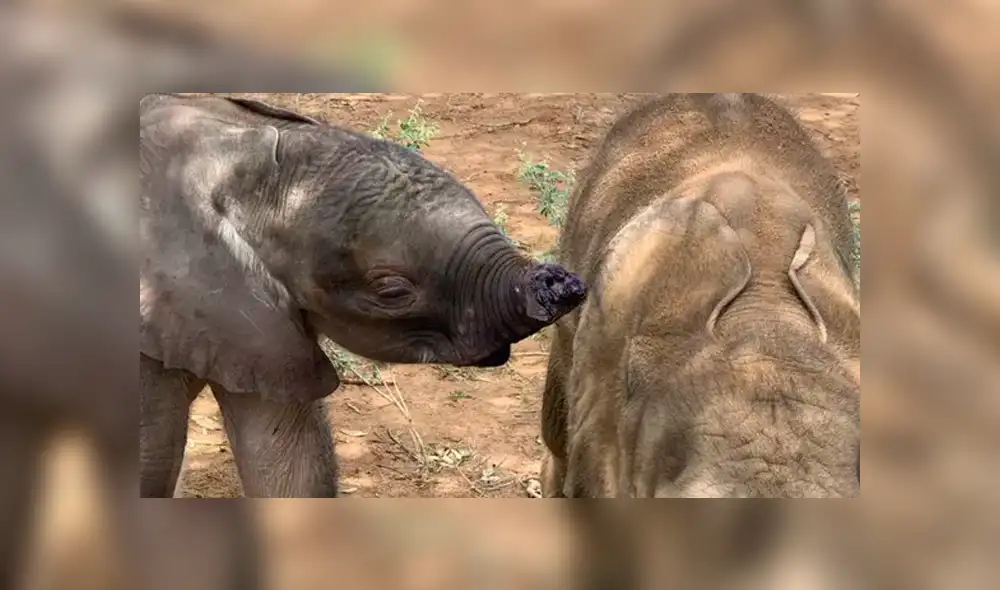 El recién nacido fue abandonado en un pozo por su manada y luego una jauría de hienas le amputó su trompa. Foto: Caters