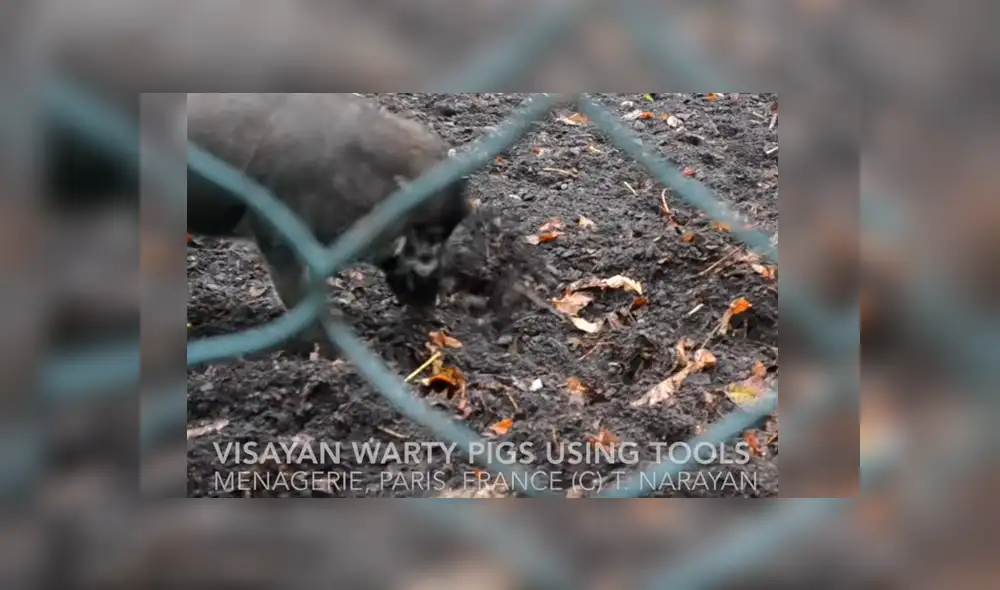 Video es viral en Facebook. Investigadores difundieron una inédita grabación de la insólita conducta de los porcinos, que ha sorprendido a la comunidad científica