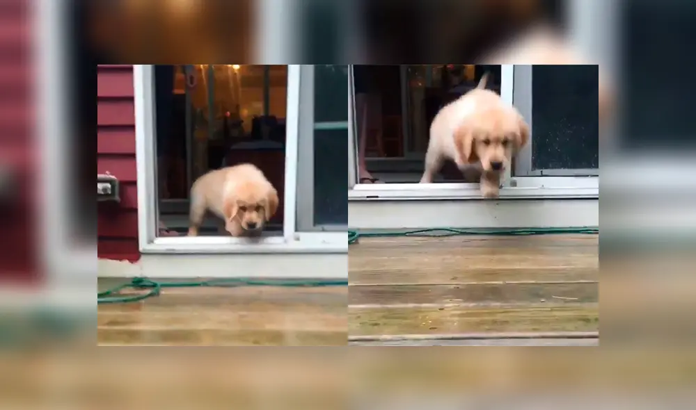 Desliza a la izquierda para ver al perro que ha conmovido a los usuarios de Facebook. Foto: Captura. Desliza a la izquierda para ver al perro que ha conmovido a los usuarios de Facebook. Foto: Captura.