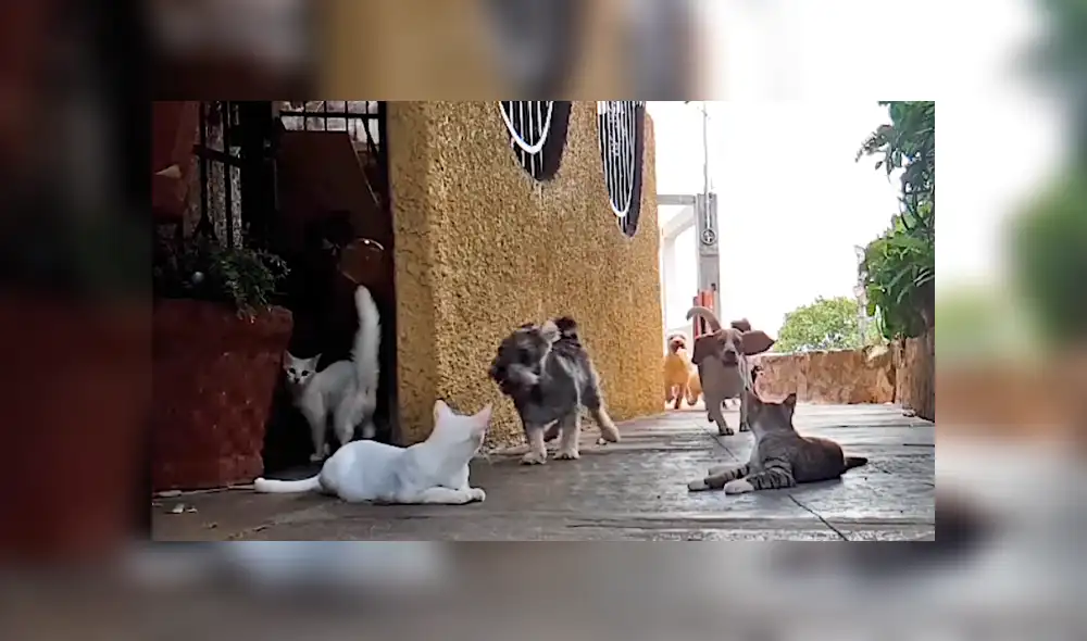 Vía Facebook: adorables gatos dormían plácidamente hasta que jauría de perros los espantó [VIDEO]