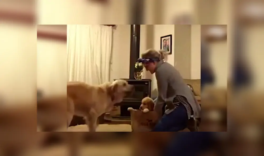 Desliza las imágenes para observar el inesperado comportamiento del perro tras conocer a su nuevo compañero.