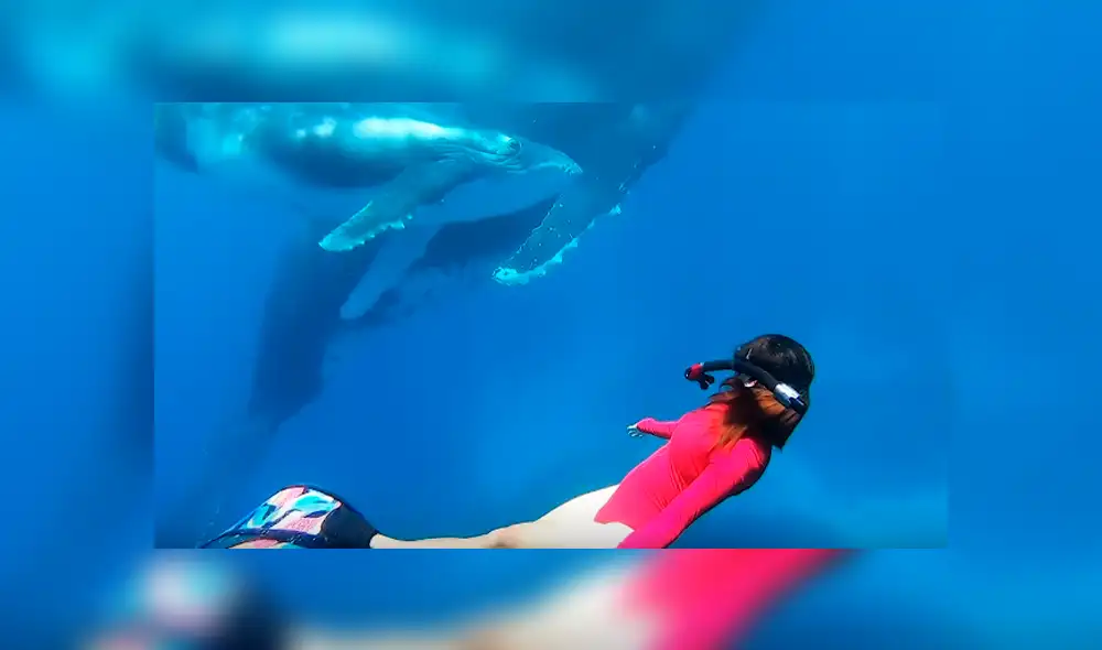 En YouTube, un sujeto captó el preciso momento que su esposa se encontró ‘cara a cara’ con una ballena jorobada. En YouTube, un sujeto captó el preciso momento que su esposa se encontró ‘cara a cara’ con una ballena jorobada.