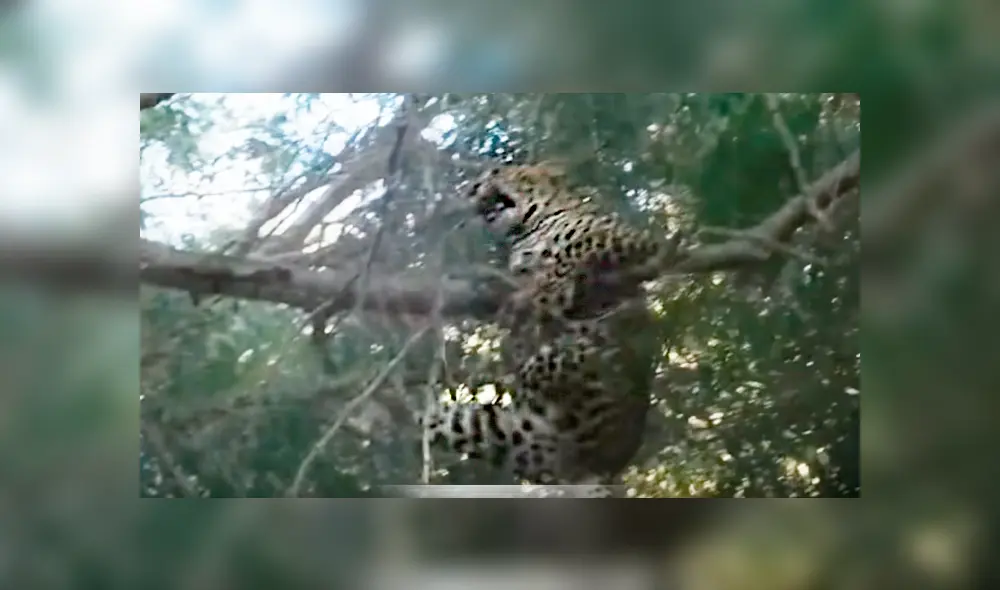 El leopardo trepó un enorme árbol para atrapar a un babuino, pero quedó ridiculizado al enfrentarse a uno de ellos.