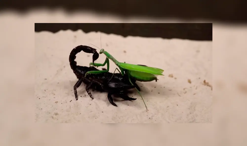 Desliza para ver los momentos más impactantes de la feroz batalla entre las letales criaturas. Desliza para ver los momentos más impactantes de la feroz batalla entre las letales criaturas.