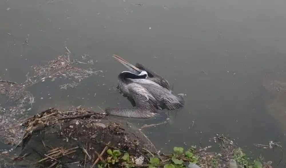 Notificación. Pelícanos muertos se vieron en playas de Arequipa y Moquegua. Foto: La República