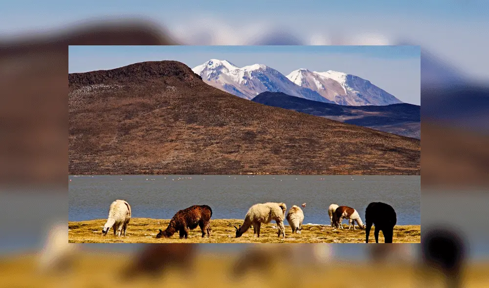 Reserva Nacional Salinas y Aguada Blanca (Arequipa). Foto: Andina