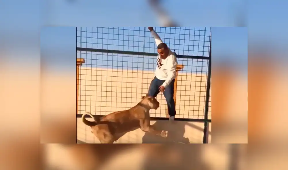 YouTube viral: le hacen creer que era una tierna leona, ingresa a jaula para tomarse foto y sucede lo peor. YouTube viral: le hacen creer que era una tierna leona, ingresa a jaula para tomarse foto y sucede lo peor.