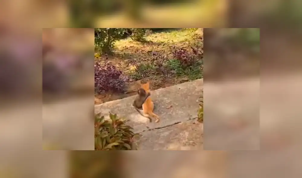 En Facebook, un chico estaba preocupado al no encontrar a su gato y se llevó tremenda sorpresa. En Facebook, un chico estaba preocupado al no encontrar a su gato y se llevó tremenda sorpresa.