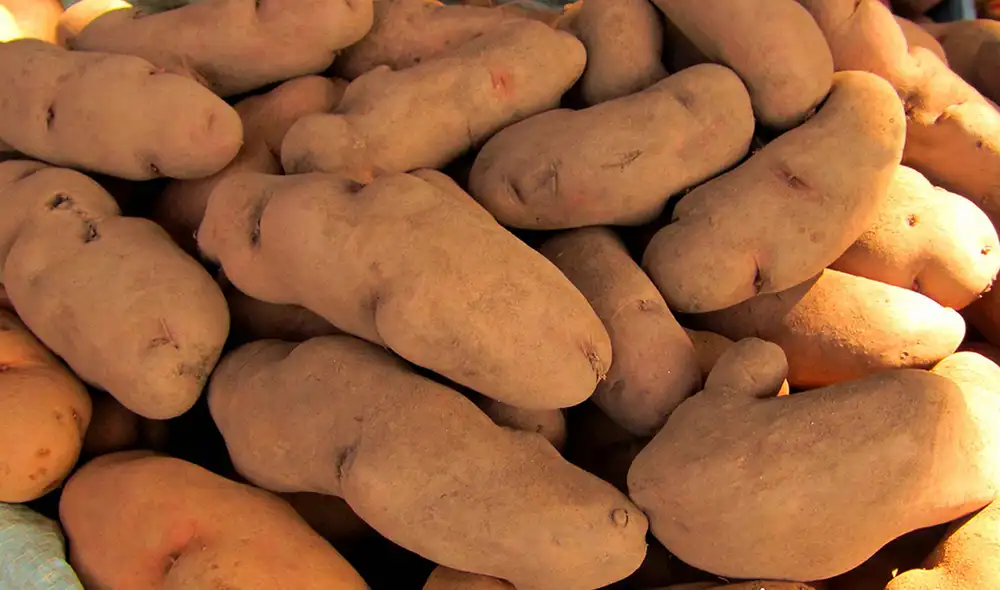 Científicos buscan sembrar papa a mayor temperatura Científicos buscan sembrar papa a mayor temperatura