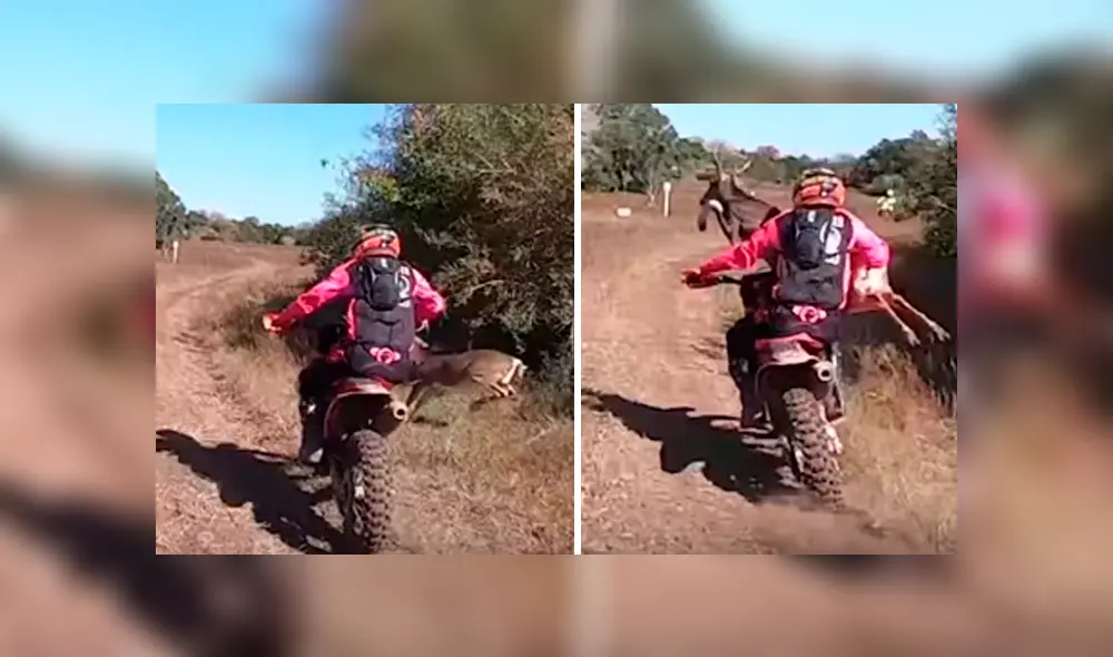 Desliza hacia la izquierda para ver el choque del ciclista con un ciervo. Video es viral en YouTube. Desliza hacia la izquierda para ver el choque del ciclista con un ciervo. Video es viral en YouTube.