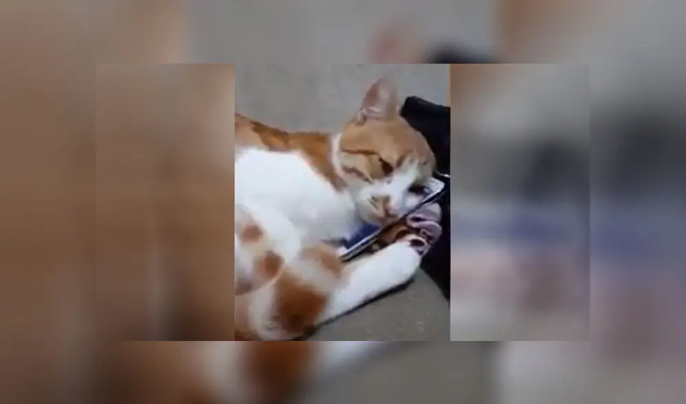 La tierna reacción de un gato al ver en un video a su dueño fallecido [VIDEO]