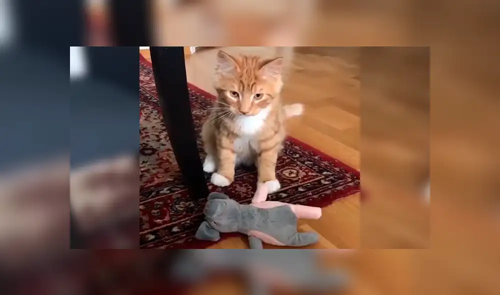 En Facebook, un tierno gato asombró con su habilidad al alcanzar varios objetos a su cuidador. En Facebook, un tierno gato asombró con su habilidad al alcanzar varios objetos a su cuidador.