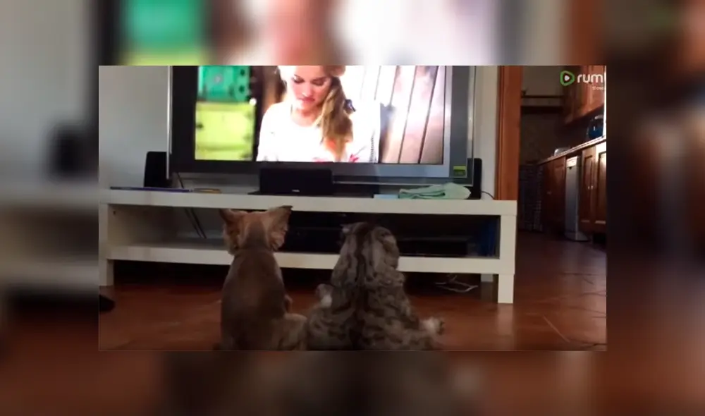 Facebook viral: chica llega a su casa y descubre a su gato y perro en una curiosa escena [VIDEO] 