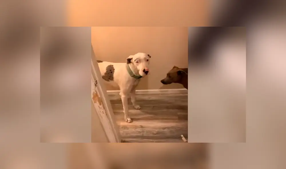 Desliza para ver los momentos más sorprendentes del video que se hizo viral en YouTube. Desliza para ver los momentos más sorprendentes del video que se hizo viral en YouTube.