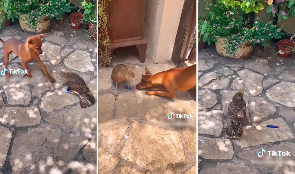 Los animales sacaron miles de sonrisas a los cibernautas por su curioso comportamiento. Foto: composición de LR/ captura de TikTok/@Rociolabalamdq