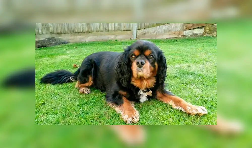 Mascota fue ataca por dos perros y casi termina con la cabeza mutilada [FOTOS]