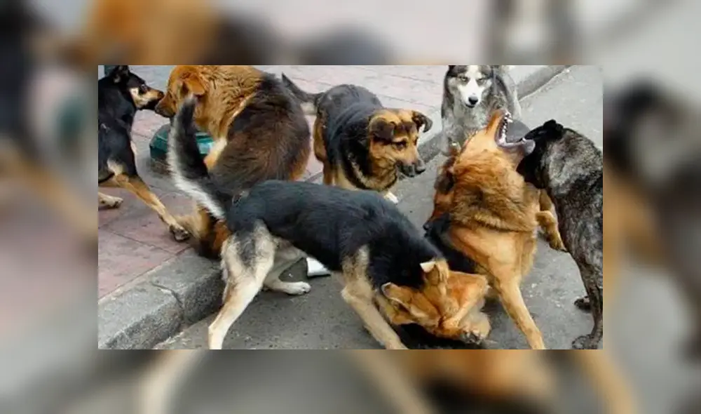 Mujer embarazada sufre brutal ataque de canes y hallan su cuerpo en un bosque [VIDEO]