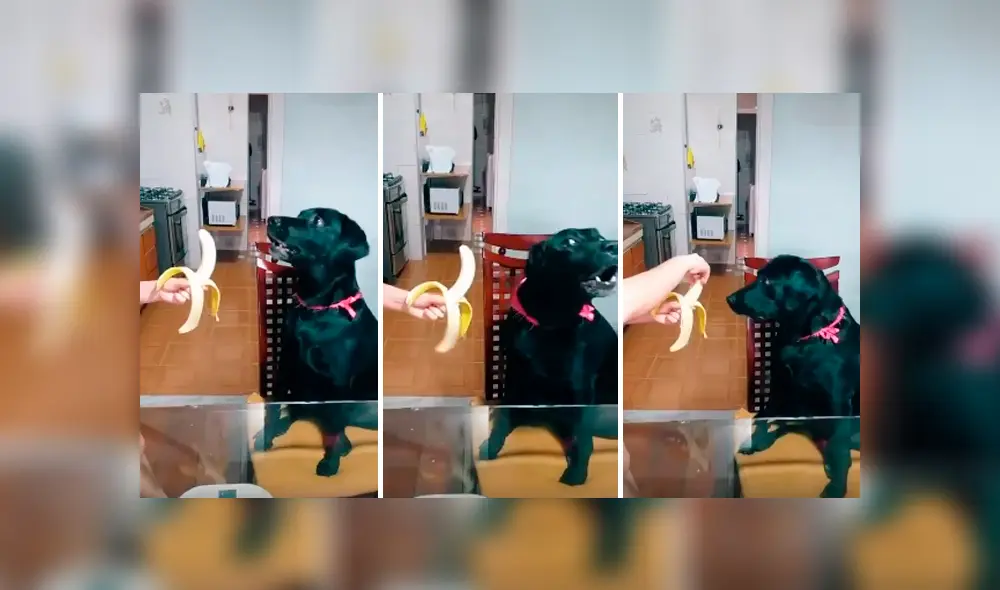 Desliza las imágenes para observar el furioso comportamiento de un perro cuando su dueña no le hace caso.