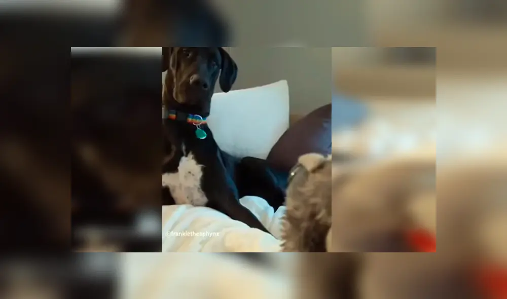 En Facebook, un chico utilizó un terrorífico muñeco para asustar a su perro sin imaginar su reacción. En Facebook, un chico utilizó un terrorífico muñeco para asustar a su perro sin imaginar su reacción.