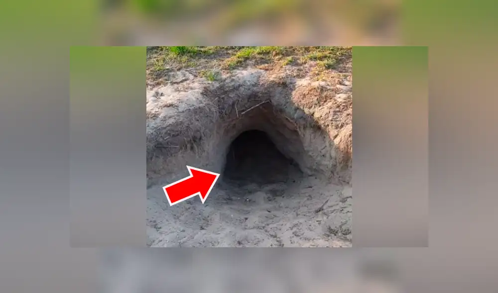 Facebook viral: hombre oye extraños ruidos en hoyo, se acerca y descubre peludo animal [VIDEO] 