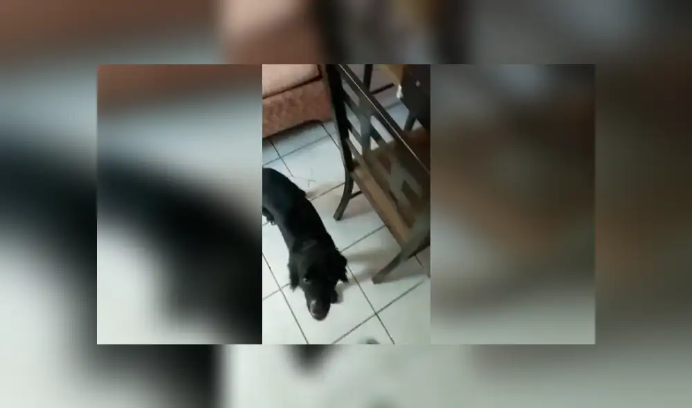 Desliza las imágenes hacia la izquierda para observar la inesperada acción de un perro tras ingresar a su casa. Foto: Joanna Garrobo. Desliza las imágenes hacia la izquierda para observar la inesperada acción de un perro tras ingresar a su casa. Foto: Joanna Garrobo.