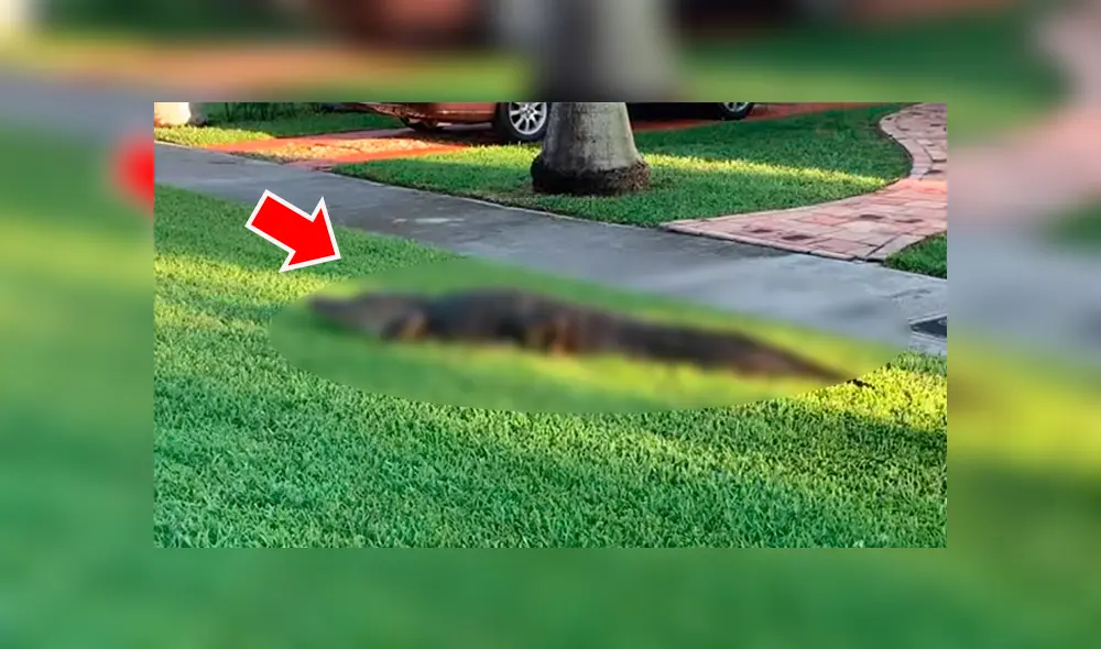 Hombre sale a su patio y descubre a enorme criatura arrastrándose por todo el lugar [VIDEO] 