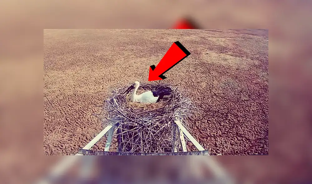 Youtube viral: Cigüeña se rehúsa a abandonar nido de sus crías pese a abrazador incendio [VIDEO]