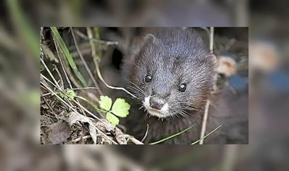 Aplican eutanasia a casi 4 000 visones para controlar reproducción de especies