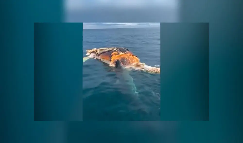 Las imágenes fueron captadas en las costas de Estados Unidos. Foto: captura