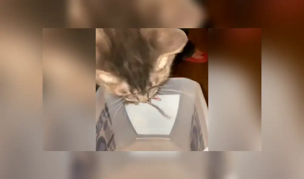 Desliza para ver todas las imágenes de Facebook. Foto: captura