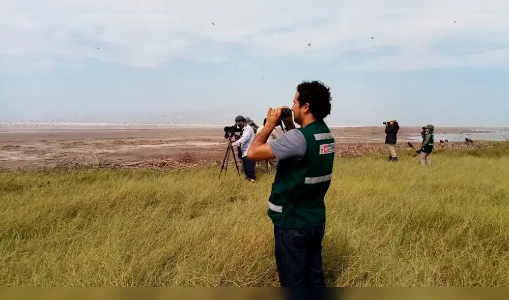 Realizan censo de flamencos andinos en Santuario Nacional de Lagunas de Mejía. Realizan censo de flamencos andinos en Santuario Nacional de Lagunas de Mejía.
