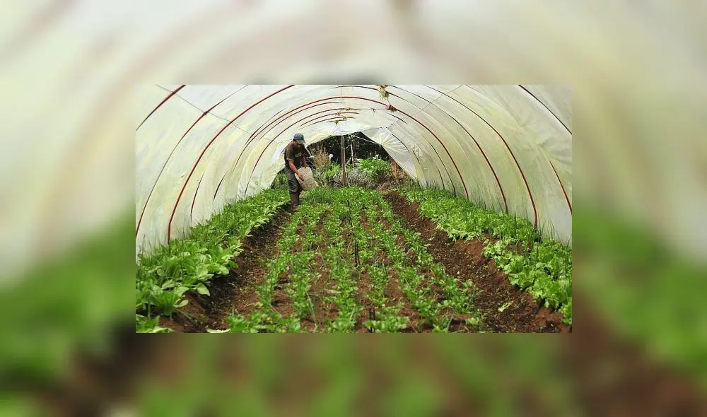 Reinicio de actividades: Venta anual de empresas de insumos agropecuarios deberá ser mayor a 107,5 mil soles Reinicio de actividades: Venta anual de empresas de insumos agropecuarios deberá ser mayor a 107,5 mil soles